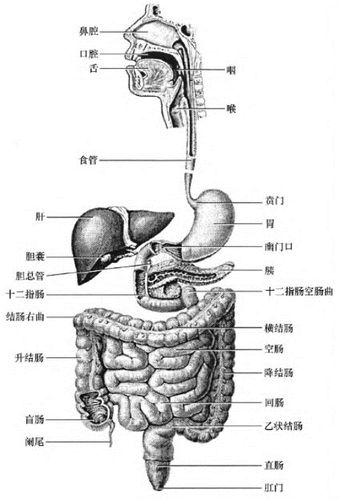 h1骨科的奇幻冒险：探索人体结构的奥秘/h1