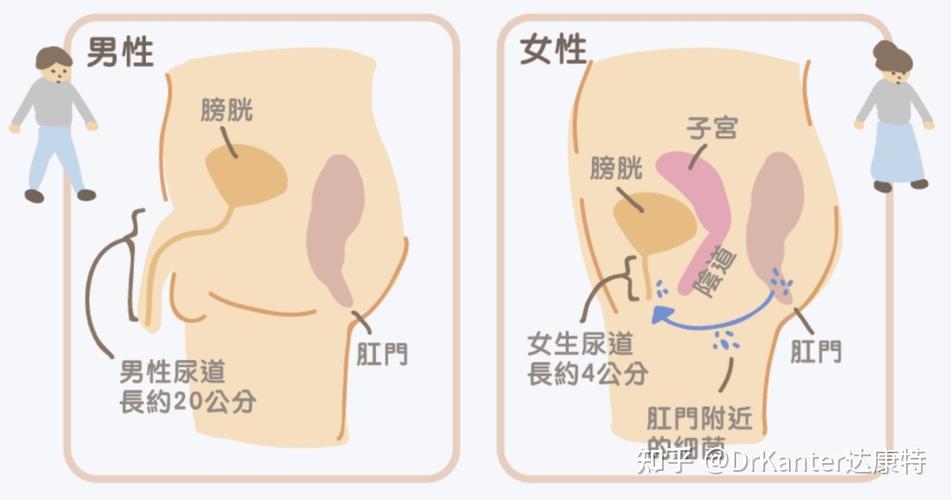 h1美女的尿口：女性泌尿系统健康指南/h1