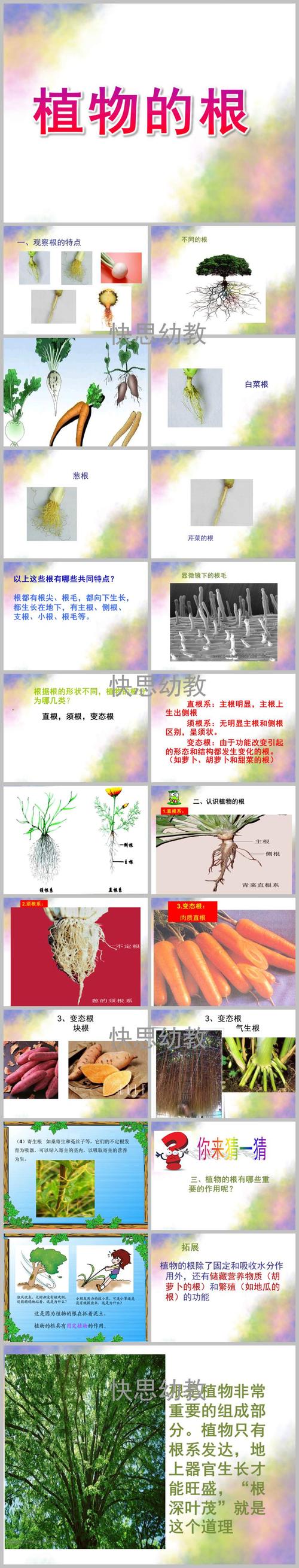 死根：一段植物与时间的对话