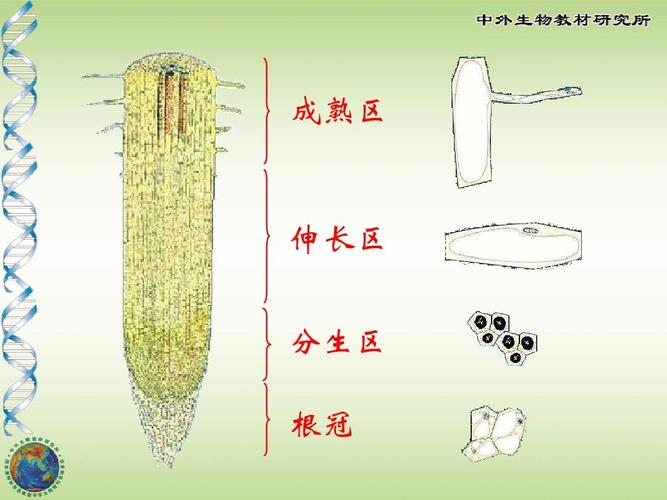 h1死根：一段植物与时间的对话/h1