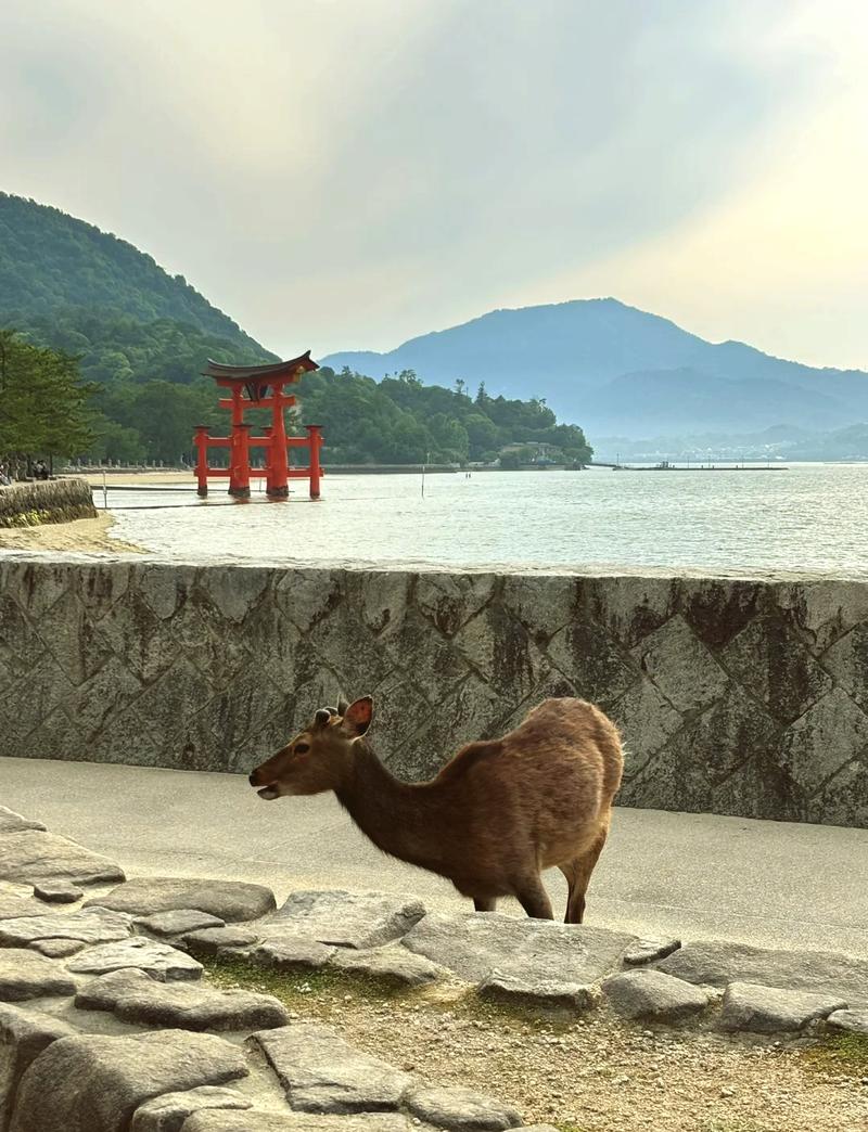 日本视频一场探索异国文化的奇妙之旅