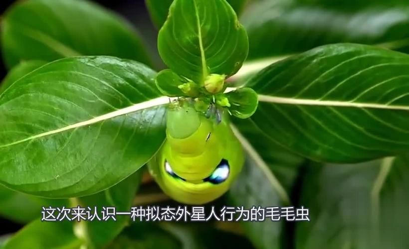 毛毛虫的视频秀你见过比这更搞笑的生物吗？