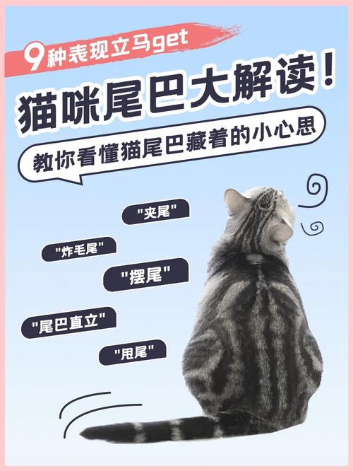 一位铲屎官的自白如何培养你家那位“大尾巴”成为真正的“汪德莱斯女性”