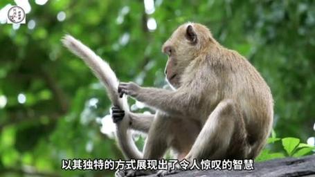 猴子连招从自然界的智慧到电子竞技的策略