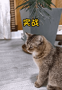 猫咪版变态视频软件让猫奴们也能作妖！