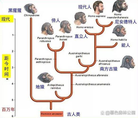 达尔文与自然选择探索生命演化的奥秘