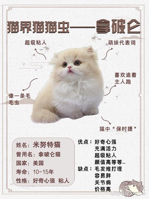 猫界恶霸“一凶”的超时空奇幻冒险