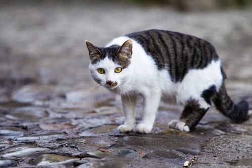 你家的猫也有第三只眼？第三只眼监控软件实测报告