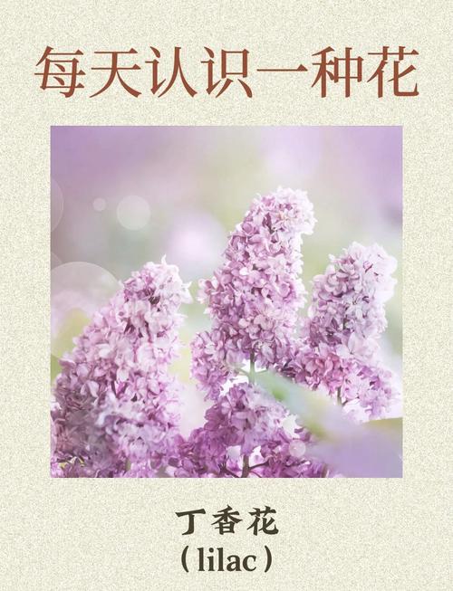 丁香花开春日里的诗意与浪漫——以丁香花主视频诠释时光流转之美